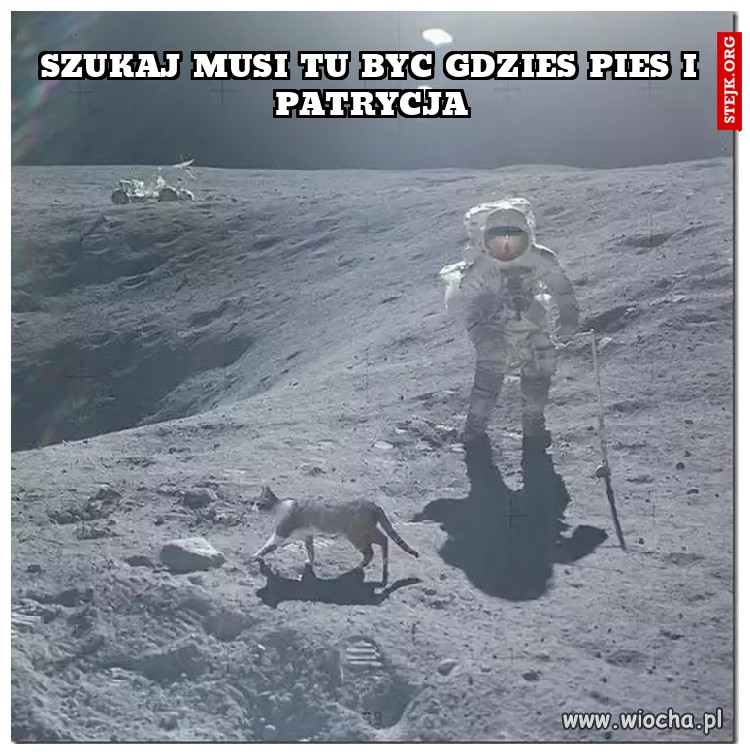 Szukaj musi tu byc gdzies pies i patrycja