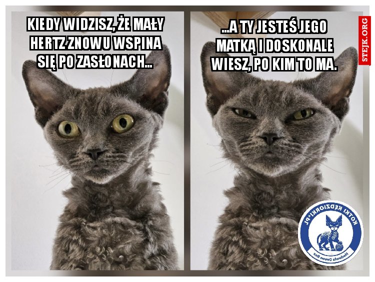 Kiedy słyszysz, że mały Hertz znowu wspina się po zasłonach…