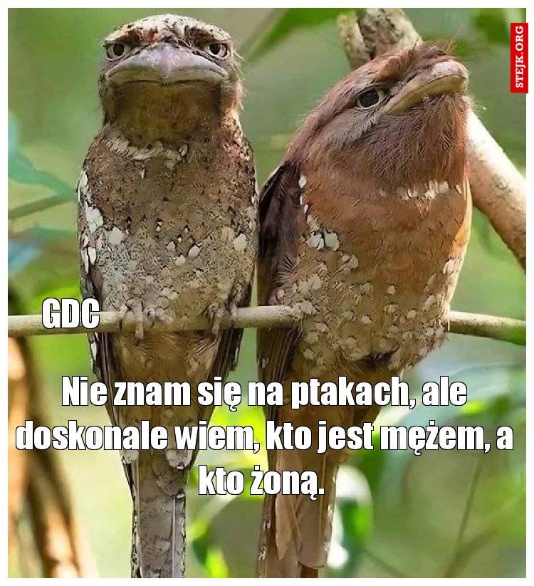 Nie znam się na ptakach, ale doskonale wiem, kto jest mężem, a kto żoną. 