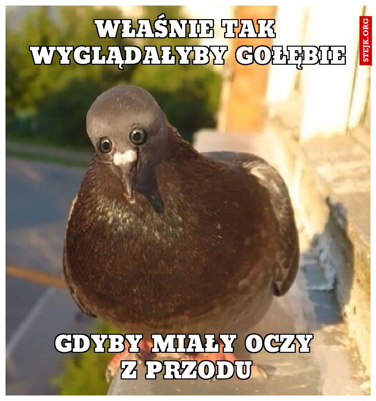Właśnie tak wyglądałyby gołębie