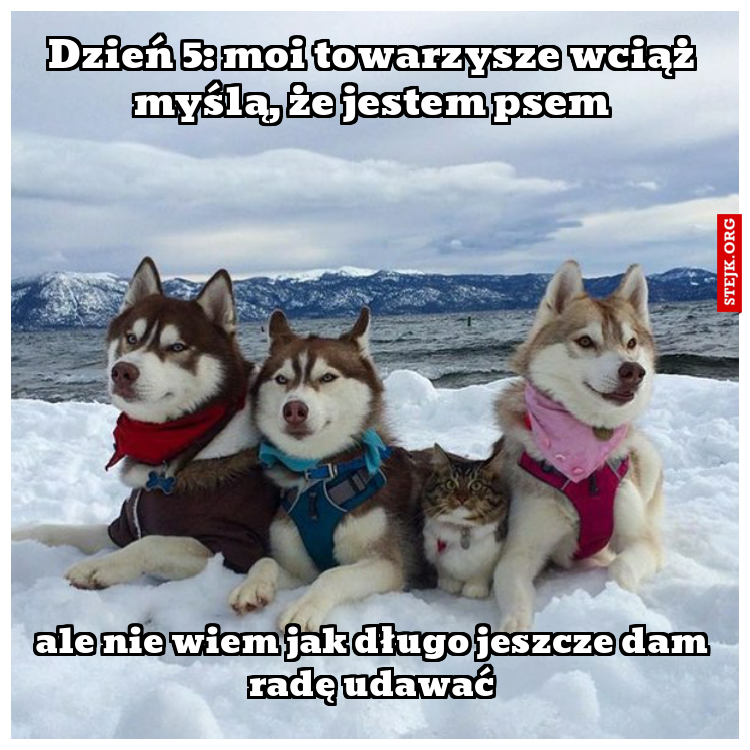 Wciąż myślą, że jestem psem