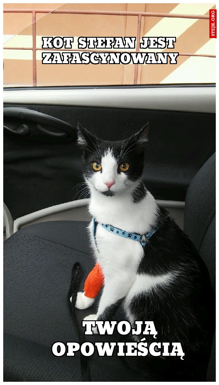 Kot Stefan jest zafascynowany