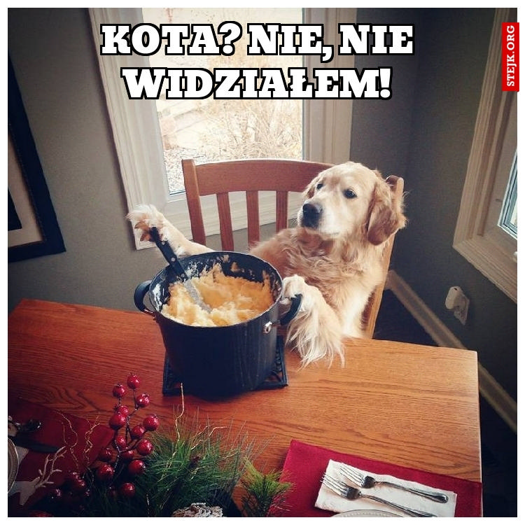 KOTA? NIE, NIE WIDZIAŁEM! 