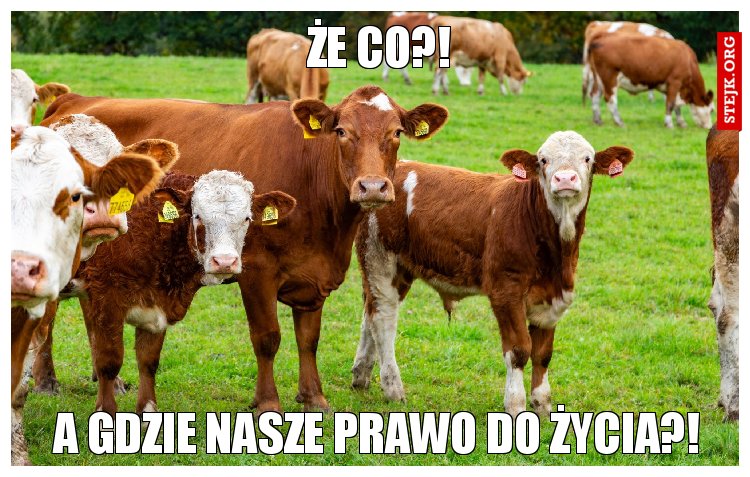 Że co?! 