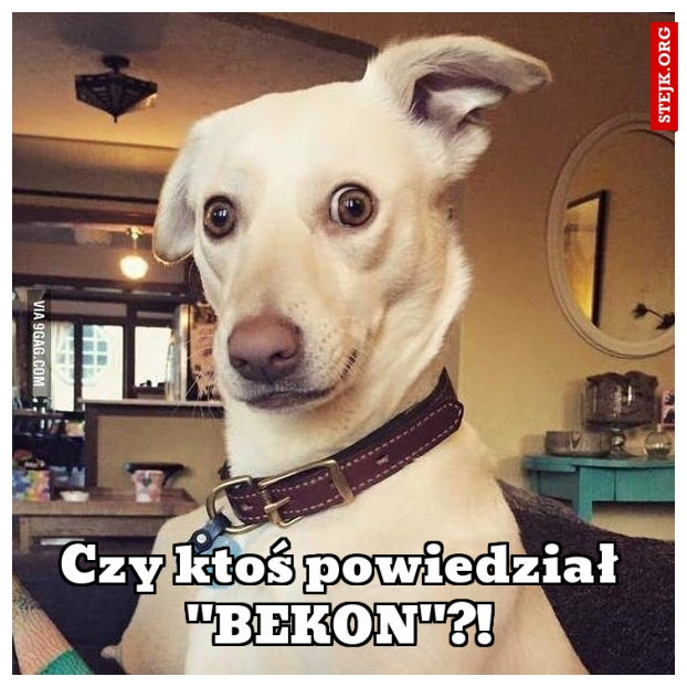 Czy ktoś powiedział "BEKON"?!