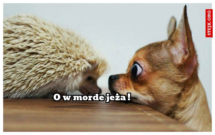 O w morde jeża !
