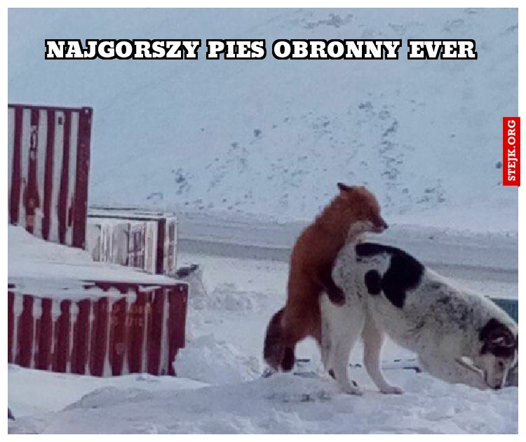 Najgorszy pies obronny ever